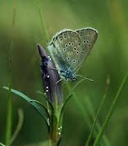 La Formica E La Farfalla - Cesano Maderno