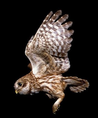 Venerdi' Nel Bosco - Cesano Maderno