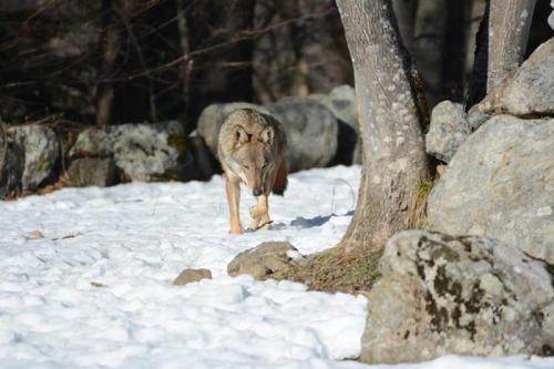 Il Lupo Sulle Alpi Marittime - Entracque