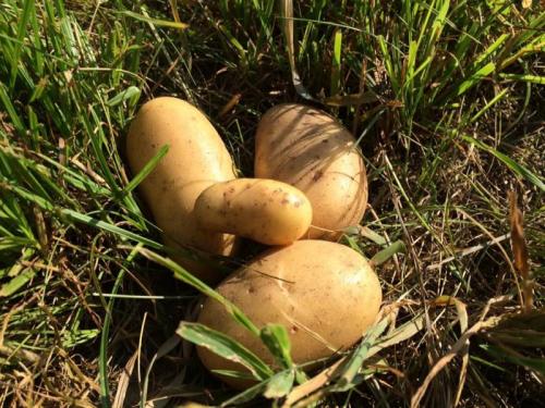 Viva Vigezzo Viva - Druogno