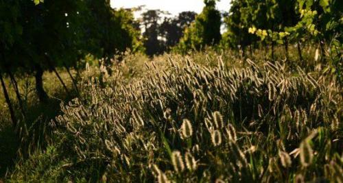 Wine Trekking Al Tramonto - Ripatransone