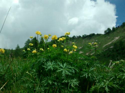 Conoscere I Fiori Spontanei Della Pedemontana Del Grappa - Pederobba