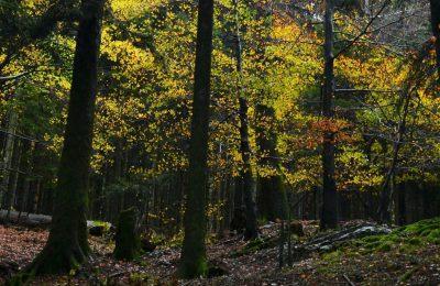 Trekking Di Ferragosto - Bagno Di Romagna