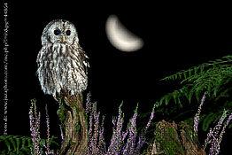 Tracce Di Natura Nella Notte Dei Desideri - Rocca Susella