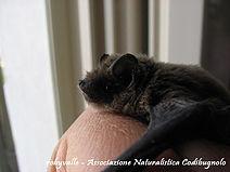 Storie Di Pipistrelli - Isola Sant'antonio