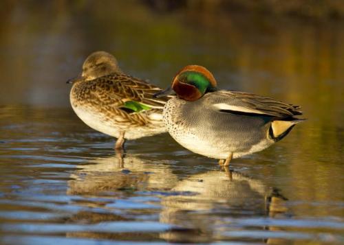 Autunno In Laguna - Marano Lagunare