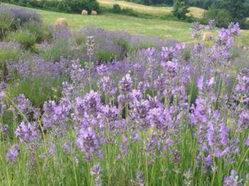 Riserva Naturale Dei Ghirardi - Borgo Val Di Taro