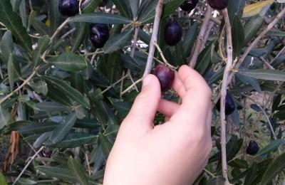 L'olio Spiegato Ai Bambini - Monteciccardo