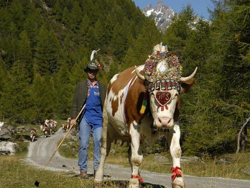 Transumanza E Festa D'autunno - Campo Tures