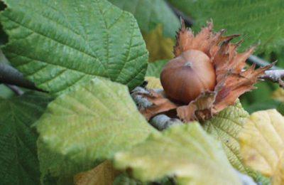 Trekking Dei Golosi - Pietralunga