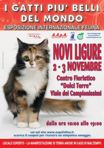 I Gatti Piu' Belli Del Mondo A Novi Ligure - Novi Ligure