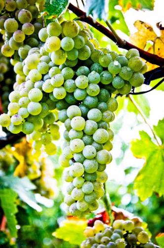 Lugana Wine Lovers - Sirmione