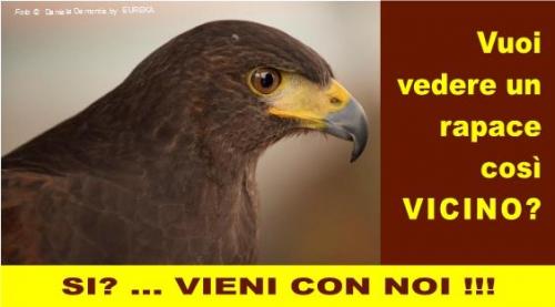 Sulle Ali Del Falco - Sassari