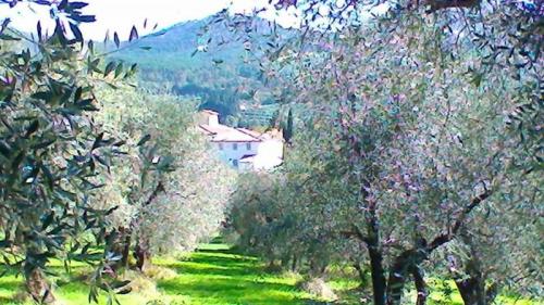 Passeggiata Tra Gli Olivi - Montemurlo