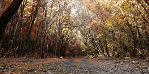 Alla Ricerca Del Barone Rampante Tra Murge E Gravine - Mottola