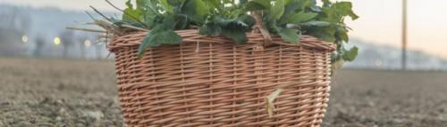 Erbe Di Campo Per Insalate - Pesaro