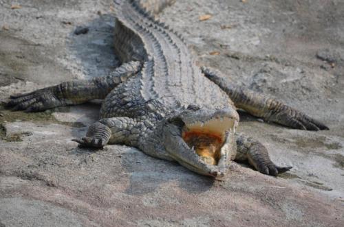 Parco Faunistico Le Cornelle - Valbrembo