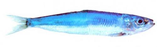 Eventi Al Cap10100 - Torino