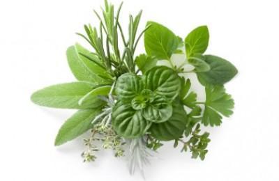 Osteria Delle Erbe - Acqualagna