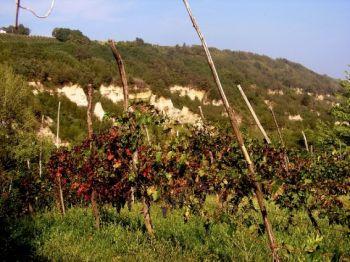 Soil 4wine - Collecchio