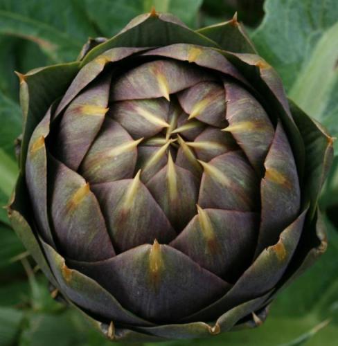 Festa Del Carciofo Spinoso Palermitano - Palermo