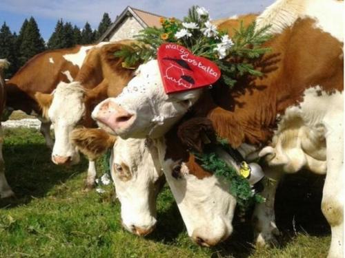 Desmontegada Cimbra - Luserna