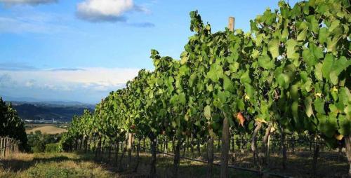 Vigne E Dintorni - Costigliole D'asti