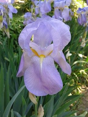 Festa Dell'iris A Campiano - Cazzano Di Tramigna