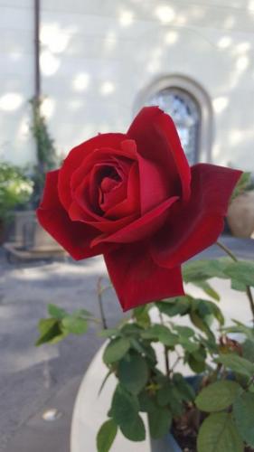 Festa Della Rosa A Villa Silvana - Boscoreale