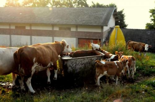 Albe In Malga Nel Parco Del Monte Baldo - Brentonico