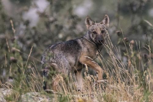 Un’estate Con I Lupi - Entracque