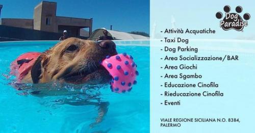 Centro Dog Paradise Di Palermo - Palermo