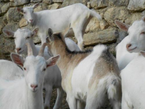 Albe In Malga Sul Pasubio - Trambileno