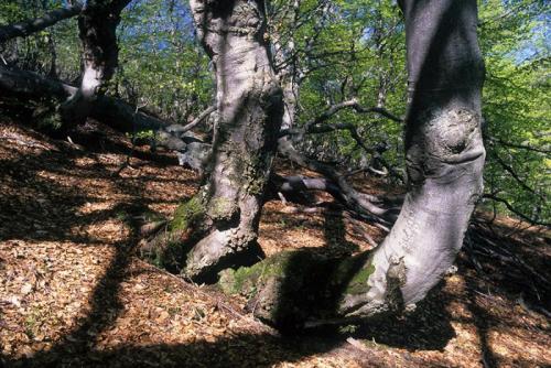 Faggi E Formaggi A Palanfrè - Vernante