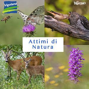 Attimi Di Natura - Altopiano Della Vigolana