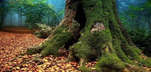 Vulcano E Faggeta Dei Monti Cimini - Soriano Nel Cimino