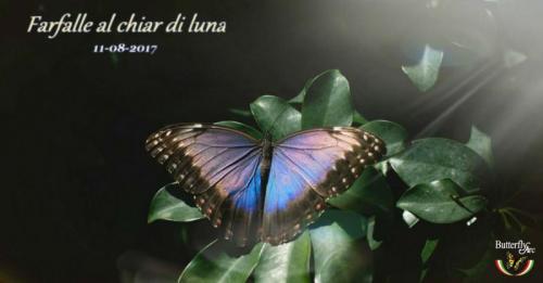 Farfalle Al Chiar Di Luna - Montegrotto Terme