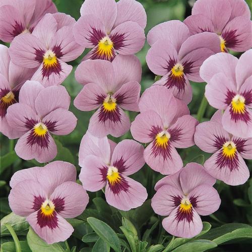 100 Sfumature Di Viole - 