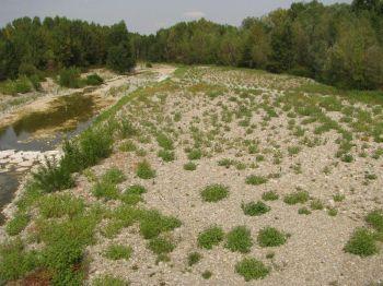 Barbo Day - Montecchio Emilia