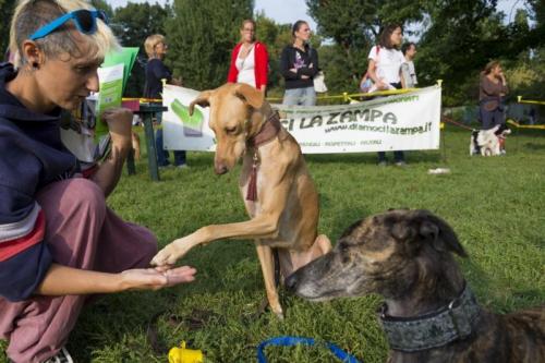 Raduno Cani Simpatia - Milano