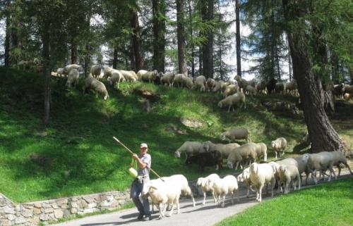 Festa Dell’agricoltura In Val Di Peio - 