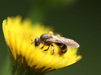 La Natura In Casa Nostra - Borgo Val Di Taro
