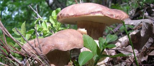 Mostra Reggiana Del Fungo - Reggio Emilia