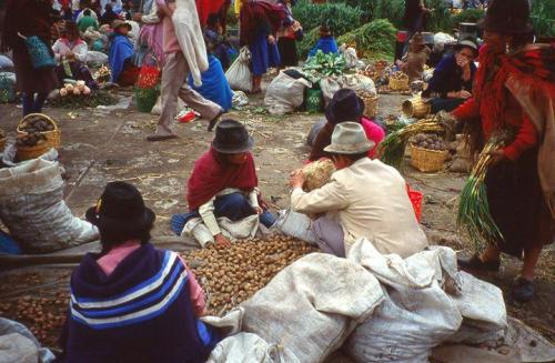 Patata Gran Dama - Levanto
