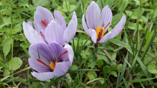 Sulle Vie Dello Zafferano - Zavattarello