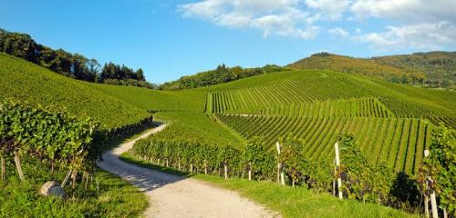 Io Bevo Emilia Romagna - Bologna