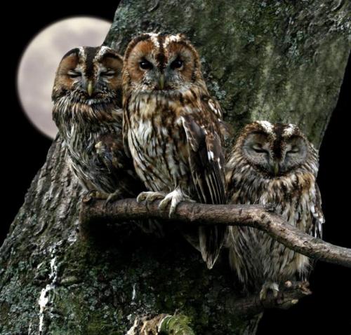 Il Paesaggio Sonoro Della Notte - Magenta