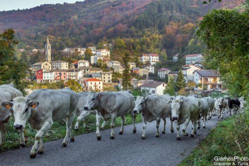 Transumanza Autunnale - Casella