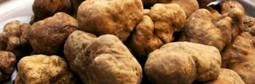 Tartufesta A Castel Di Casio - Castel Di Casio