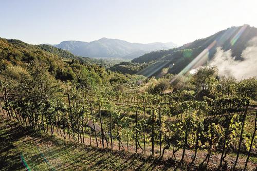 Euhofa A Lucca - Lucca